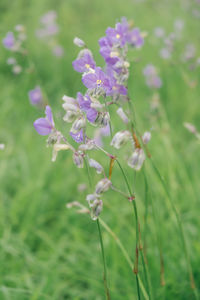 Close-up of purple flowering plant