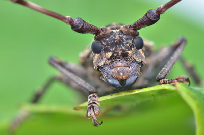 Close-up of insect on leaf