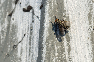 Close-up of insect on wall