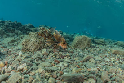 High angle view of fishes swimming in sea