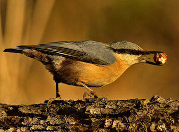 Close-up of bird perching on rock