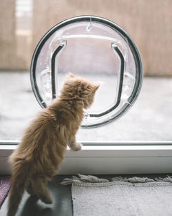 Cute ginger cat looking through cat flap