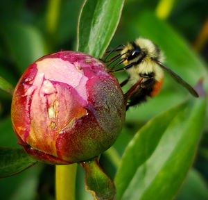 Close-up of insect on plant bee