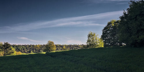 Trees on field against sky