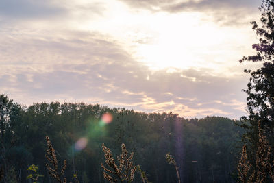 Scenic view of trees against sky during sunset