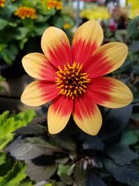 Close-up of yellow flower blooming outdoors