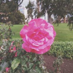 Close-up of pink rose