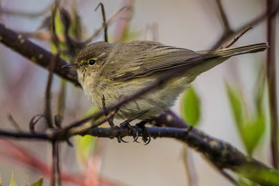 Close-up of bird perching on branch