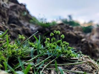 Close-up of plant growing on field