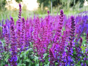 Close-up of purple flowering plants on field