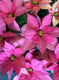 High angle view of pink flowering plant