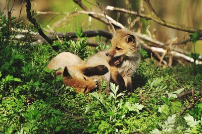 A pair of animals frolicking in the bushes