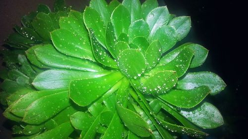 Close-up of wet plant during rainy season