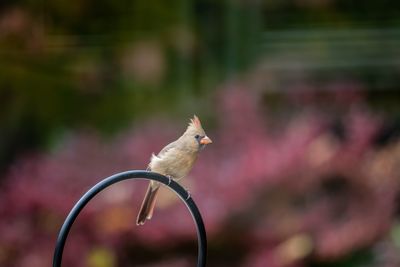 Close-up of bird perching on metal