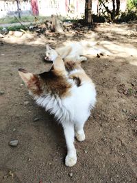 High angle view of a cat