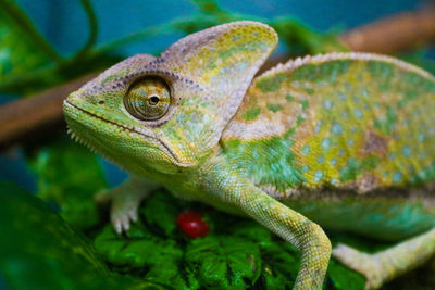 Close-up of chameleon