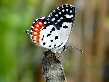 Close-up of butterfly perching on leaf