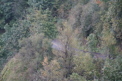 High angle view of trees in forest