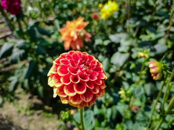 Dahlia is a genus of bushy, tuberous, herbaceous perennial plants native to mexico and amarica.