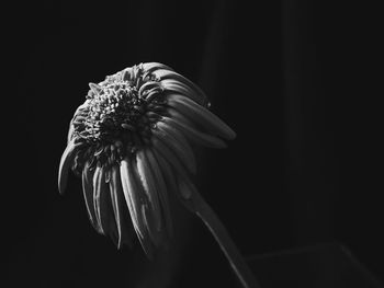 Close-up of flower against black background