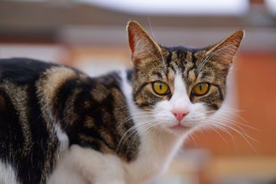 Close-up portrait of a cat