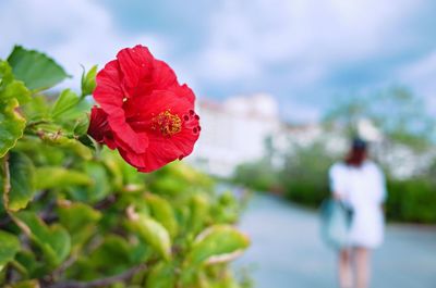 Close-up of red rose flower against blurred background