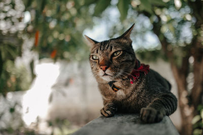 Close-up of a cat looking away