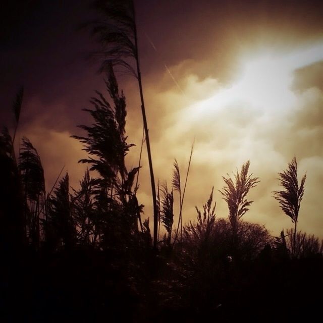 sunset, silhouette, sky, sun, tranquility, beauty in nature, cloud - sky, low angle view, palm tree, nature, growth, tranquil scene, scenics, tree, plant, idyllic, cloud, orange color, sunlight, outdoors