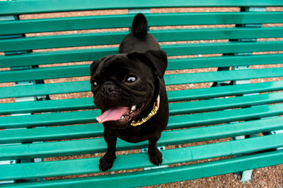 High angle portrait of black pug on bench