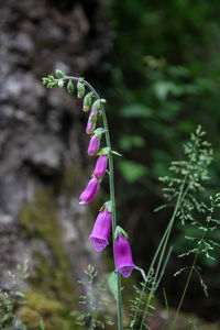 Close-up of pink flowering plant