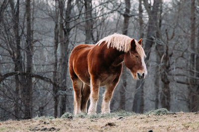 Horse in a forest