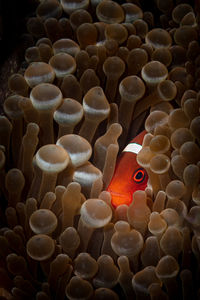 Close-up of fish swimming in sea