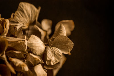 Close-up of wilted plant against black background