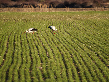 Ducks on grassy field