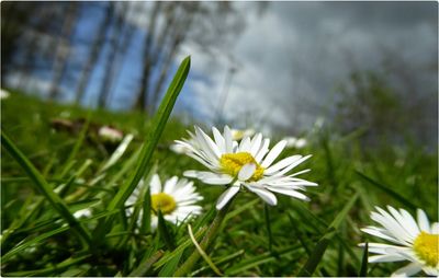 Close-up of white daisy blooming outdoors