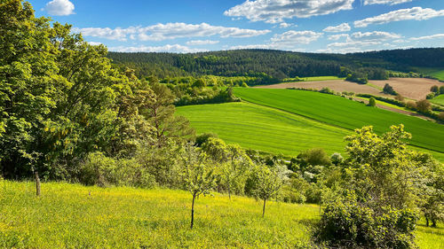 Scenic view of agricultural field against sky