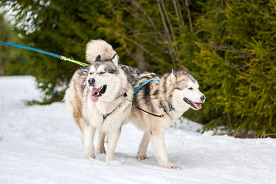 Running husky dog on sled dog racing. winter dog sport sled competition. siberian husky in harness