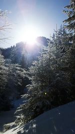 Trees against sky during winter