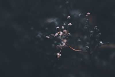 Dry meadow flowers