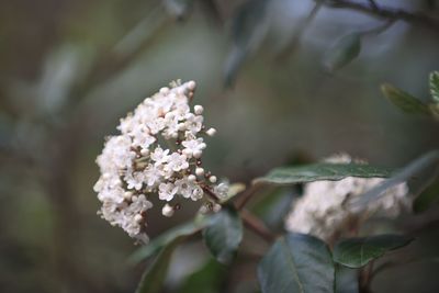 Fiori di montagna