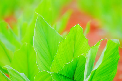 Close-up of fresh green plant