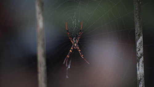 Close-up of spider on web