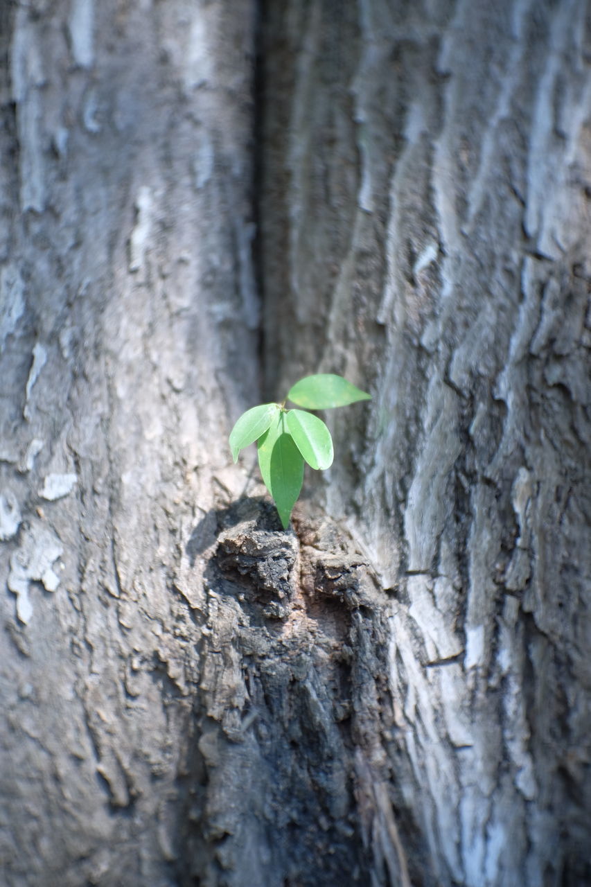 CLOSE-UP OF FRESH GREEN PLANT