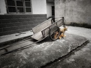 View of a dog on the wall