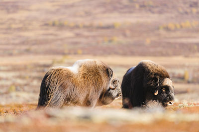 Musk oxes at dovrefjell national park