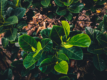 High angle view of leaves growing on field