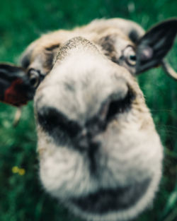 Close-up of a dog