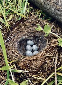 High angle view of bird in nest