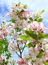 Low angle view of pink flowers blooming on tree against sky