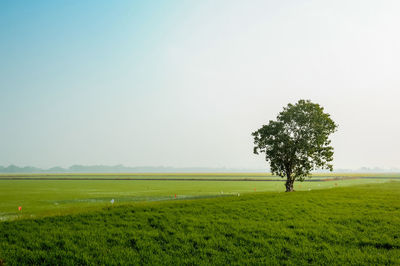 Tree on field against clear sky